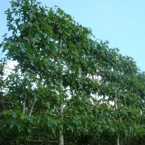 Lei amberboom